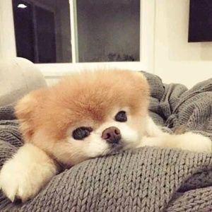 Meet your Posher, Erica